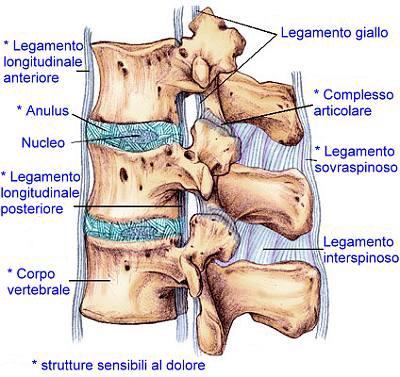 La schiena - Patologie del disco