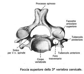 La schiena - Rachide cervicale